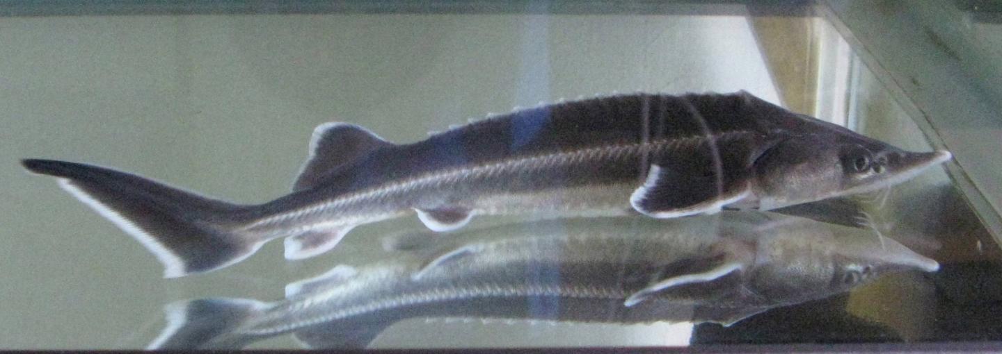 とてもかわいいチョウザメの飼育