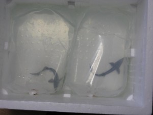 発泡ケースに入って届けられれたコチョウザメ達