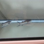 コチョウザメ導入 コチョウザメ導入