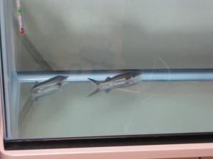 90cm水槽に新規導入したコチョウザメ達