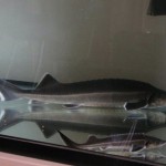 チョウザメに興味を持たれた方へ