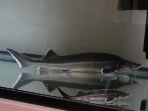 コチョウザメ達