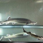一般家庭でチョウザメの飼育が出来るのか？
