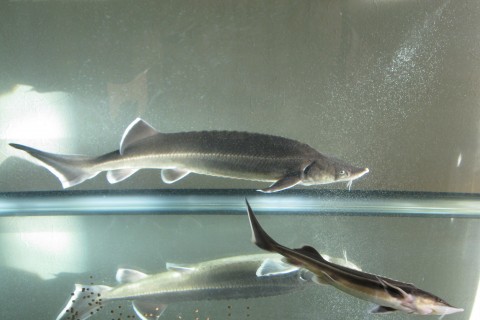 新しくチョウザメ飼育を始めた皆さんへ