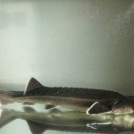 コチョウザメ Sterlet Sturgeon(Acipenser ruthenus) の紹介