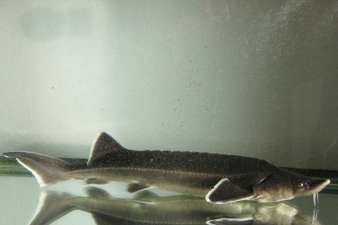 コチョウザメ Sterlet Sturgeon(Acipenser ruthenus) の紹介