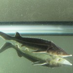 チョウザメの人気投票やっています。