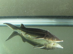 コチョウザメの小さい方