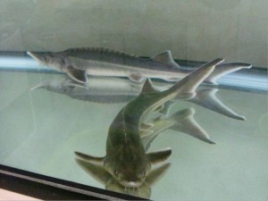 水槽に導入した30cmのコチョウザメ2匹