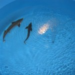 メガタンクの円形水槽に移しました。