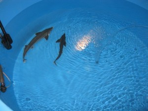 円形水槽に移したコチョウザメ40cmと65cm