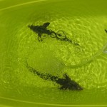 新しく３０ｃｍのコチョウザメ2匹迎えました。