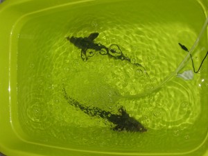 コチョウザメの水合わせ