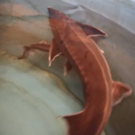 大きくなったチョウザメ達