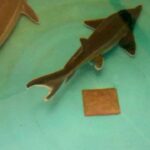 コチョウザメちゃん4/14バージョン