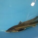 一年間でこれだけ大きく成ります。