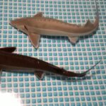 チョウザメのハンストについて