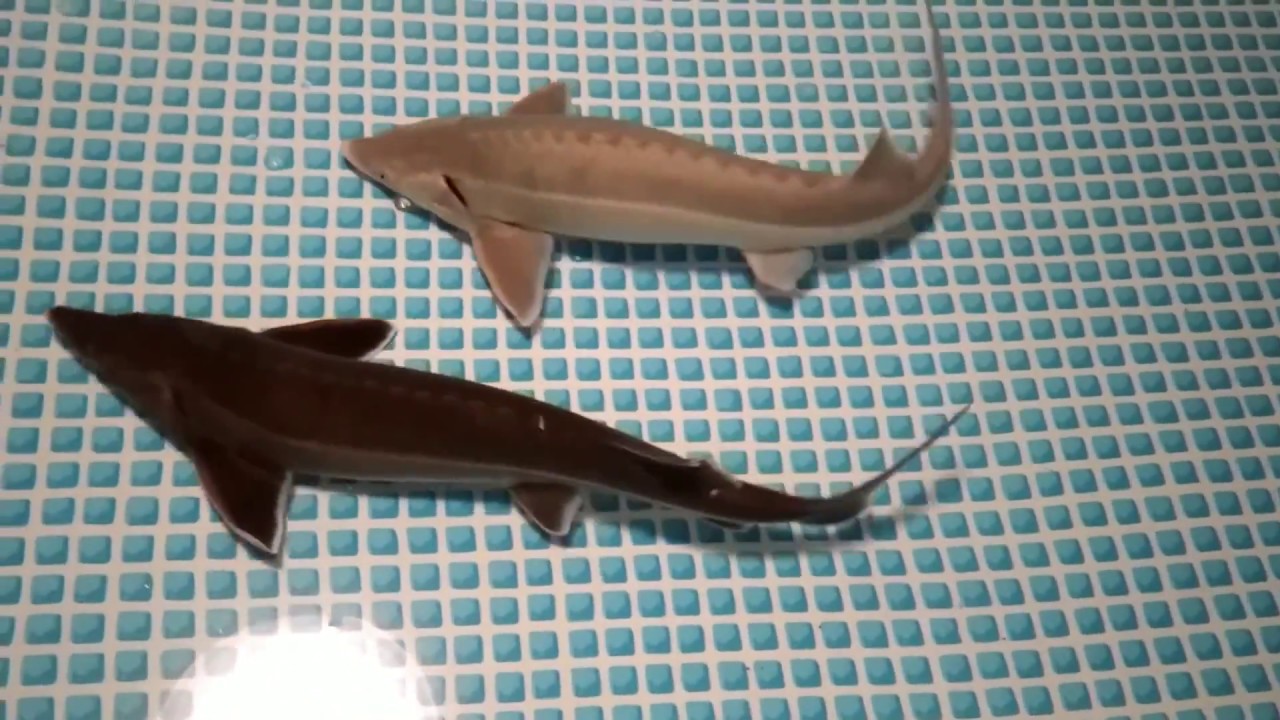 チョウザメの給餌