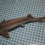 夜明け前にゆったりと泳ぐ我家のチョウザメ達