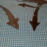 広々水槽で泳ぐ 4匹のチョウザメちゃん