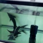 コチョウザメ30cm 2匹 チョウザメはとても可愛くて賢く良くなつく魚です。 Sterlet sturgeon (Acipenser ruthenus) チョウザメの動画